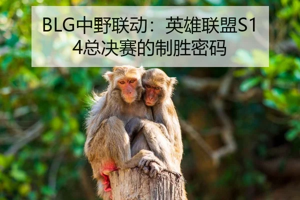 BLG中野联动：英雄联盟S14总决赛的制胜密码